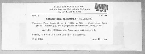 Podosphaera balsaminae image